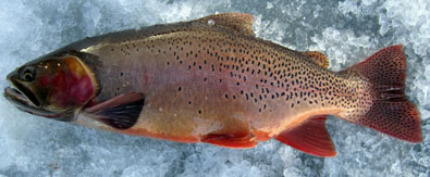 Antero Snakeriver Cutthroat Trout.